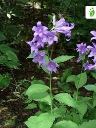 Maybe you would like to learn more about one of these? Giant Bellflower Campanula Latifolia Flowers Naturegate
