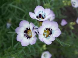 Image result for Isachne kiyalaensis