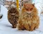 Norwegian Forest Cat Breeders | Kittens for Sale