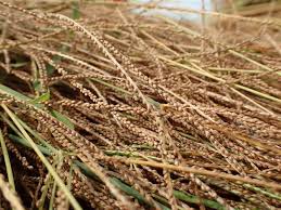 Les bienfaits fonio : une culture nutritive africaine