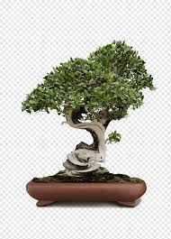 African style bonsai serissa foetida aug 2014. Zimmerbonsai Serissa Tree Rhododendron Indicum Tree Green Tree Bonsai Tree Rhododendron Png Pngwing