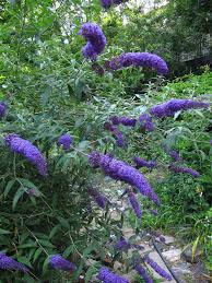 Learn all about burning bush pruning, care, and landscape ideas. Butterfly Bush Pruning How To Prune A Butterfly Bush Butterfly Bush Care Plants Butterfly Bush