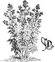 Aconitum Variegatum Habit And Flower Clipart Etc Flower Clipart Flowers Growing Flowers
