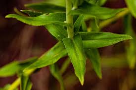 Image result for Helichrysum setosum