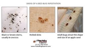 Bed Bug Black Bugs In Hair Not Lice Pin By Fl Bed Bug Experts On Signs Of Bed Bugs Bed Bugs Signs Of Bed Bugs Bed Bugs Infestation