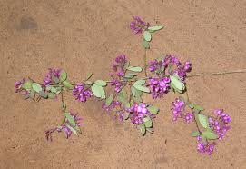 Image result for Securidaca longepedunculata