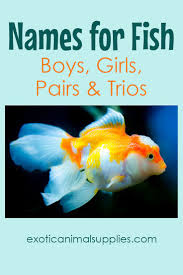 Pin On Fish Aquariums More