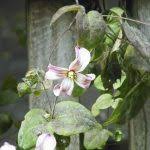 Can you start a clematis from a cutting? Propagating Clematis How To Propagate Clematis From Cuttings