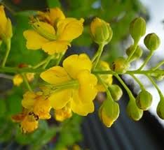 Image result for Caesalpinia rostrata