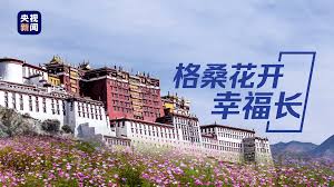 格桑花盛放在洒满阳光的高原- 中国日报网