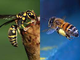 When to get rid of these insects. What S The Difference Between A Bee And A Wasp Britannica