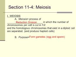 List the two things that mendel's principles of genetics required in. Introduction To Genetics Mendel And Meiosis Ppt Video Online Download