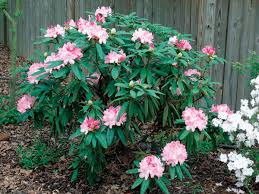 From a technical standpoint, rhododendron flowers are bell shaped and have ten or more stamens, while azalea blooms are typically funnel shaped and have five stamens. Jars V61n4 Growing Rhododendrons In Oklahoma And Texas