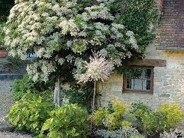 Le rhamnus alaternus variegatus est un arbuste à feuillage persistant panaché blanc. Plantation D Un Arbuste Au Nord