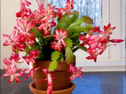 For those who want to keep the beautiful plant for all year round, christmas cactus makes the best option. Cactus Flower We Share Tips To Help Create The Right Environment To Help Desert And Holiday Cacti Bloom Enj Christmas Cactus Plant Christmas Cactus Zygocactus