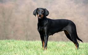 The tan markings develop when the puppies are a few weeks old. All About Austrian Black And Tan Hound Origin Behavior Trainability Puppy Price Health Facts