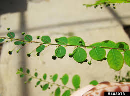 Image result for Phyllanthus tenellus