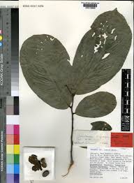 Image result for Uvariodendron