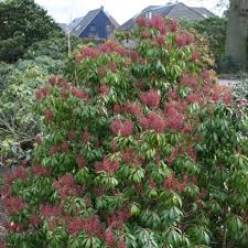 Image result for Pieris japonský bonfire obrázek