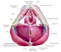 The greater or false pelvis (pelvis major).—the greater pelvis is the expanded portion of the cavity situated above and in front of the pelvic brim. Pelvic Floor Female Anatomy Anatomy Drawing Diagram