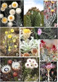 Image result for Pseudognaphalium oligandrum