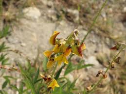 Image result for Crotalaria trichotoma