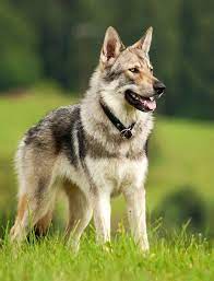 Tschechoslowakischer wolfshund ➤ wesen, eigenschaften & rassespezifische informationen. Pin Von Chumani On Tree Auf Shepherds Wolfdogs Wolfshund Wolf Hunde Tschechoslowakischer Wolfshund