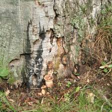 Image result for Polyporus pendulus