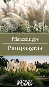 Pampasgras Pflanzen Pflegen Schneiden Pampasgras Pflanzen Pampasgras Pflanzen