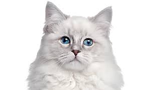Suivez l'évolution de l'épidémie de coronavirus / covid19 dans le monde. Automatic Cat Feeders Food Dispensers Water Filters Petsmart