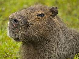 Mar 07, 2021 · un vecino de paraná halló un carpincho deambulando por las calles de paraná. Similarities And Differences Between Peccary And Carpincho Capybara Peccary Leather