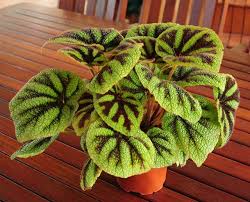 We did not find results for: 24 Gorgeous Purple Houseplants Balcony Garden Web