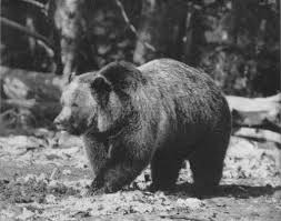 His celebrations, the employment of the guides, and the interest in the bear.illustrates the potential value of the grizzly to the mexican people. Wildlife Portfolio Of The Western National Parks Grizzly Bear