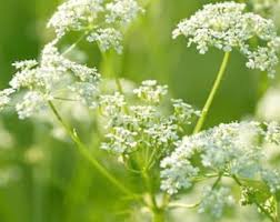 Image result for Synsepalum revolutum