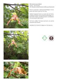 Image result for Monodora grandidieri