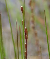 Image result for Juncaginaceae