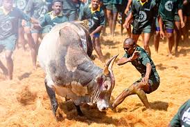 jallikattu hd photos 2020 cartoon real drawing etc jallikattu hd photos 2020 cartoon