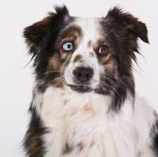 We did not find results for: Cane Pastore Australiano Caratteristiche E Foto