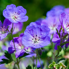 Image result for Geranium vagans