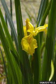 Iris Pseudacorus