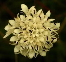Image result for Cephalaria pungens