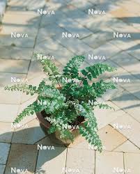 Image result for Didymochlaena