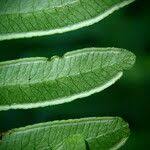 Image result for Pteris linearis