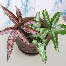 Image result for Pteris