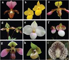 Today we take a request from you guys and talk a bit about the quantity of light that certain orchids need to flourish. Physiological Diversity Of Orchids Sciencedirect