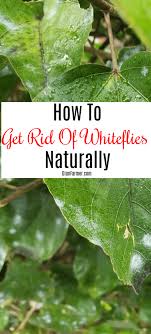 We did not find results for: How To Get Rid Of Whiteflies Naturally