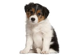 1 Border Collie Puppies For Sale In Texas Uptown