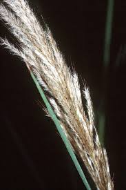 Image result for Saccharum