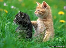 Hal penting yang harus dilakukan setiap warga adalah dengan menjaga menjaga daya tahan tubuhnya. Benarkah Kucing Memiliki 9 Nyawa Sentiasapanas