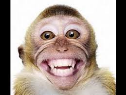 Horse open mouth funny smiling picture. Smiling Animals World S Funniest Animal Grins Mp4 Youtube